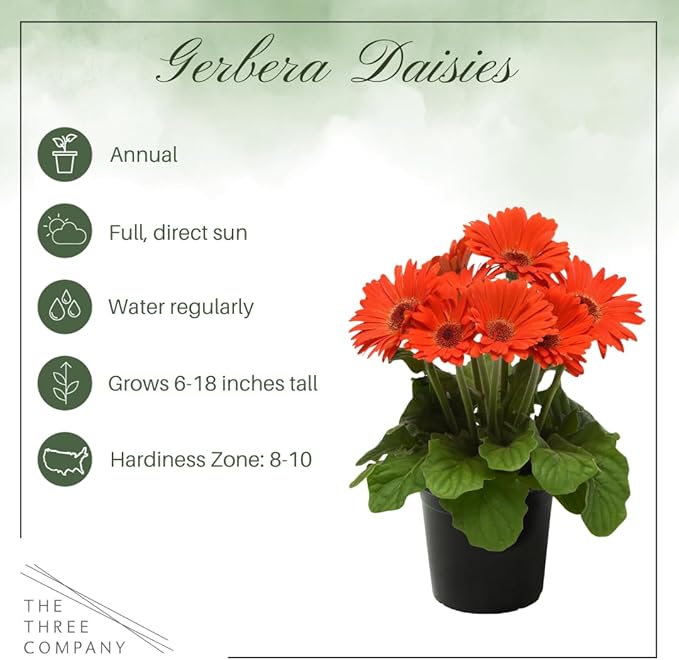 Live Flowering Gerbera Daisies - Orange (3 Plants Per Pack) - Beautiful Spring Flowers - 12" Tall by 5" Wide in 1 Qt Pot