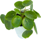 Chinese Money Plant Live (Pilea Peperomioides) in White Geometric Self-Watering Planter, Modern Indoor Houseplant, Minimalist Home & Office Desk Decor, Easy Care Gift, Air Purifying Plant