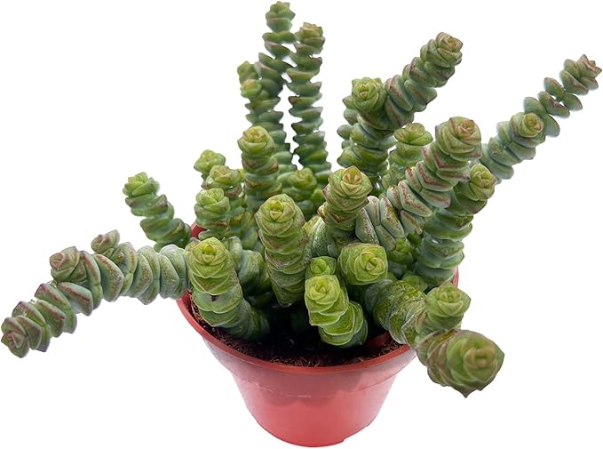Sprout N Green 4" String of Buttons, Live Crassula 'Baby's Necklace' Trailing Succulent Rooted in Pot, Houseplant for Home Office Hanging Decoration, DIY Projects, Party Favor, Keep Away from Pets