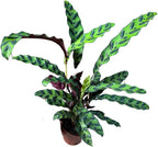 PLANTVERS Live Calathea Plant – Easy Care & Low Maintenance Tropical Houseplant – Air Purifying Indoor Plant for Low Light & Home Décor (Calathea Lancifolia 4" Grow Pot, 4" Grow Pot)