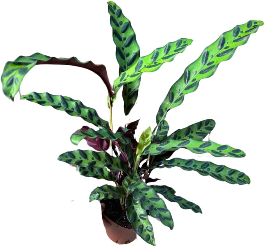 PLANTVERS Live Calathea Plant – Easy Care & Low Maintenance Tropical Houseplant – Air Purifying Indoor Plant for Low Light & Home Décor (Calathea Lancifolia 4" Grow Pot, 4" Grow Pot)
