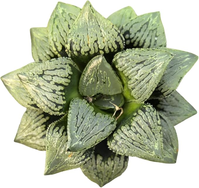 Haworthia Comptoniana Hybrid ‘Marilyn’ – Rare Succulent Plant – Unique Windowed Rosette – Live Indoor Plant – Easy Care – 2-Inch Nursery Pot – by 1am Succulents
