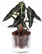 4 Inch Self Watering Pot,African Violet Pot,Bottom Watering Glass Planter for Indoor Plants and Progagation