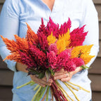 100pcs Mixed Celosia Seed for Planting - Celosia Cristata Plumosa Cockscomb Woolflower Non-GMO Heirloom Seeds to Plant Exotic Flower for Outdoors