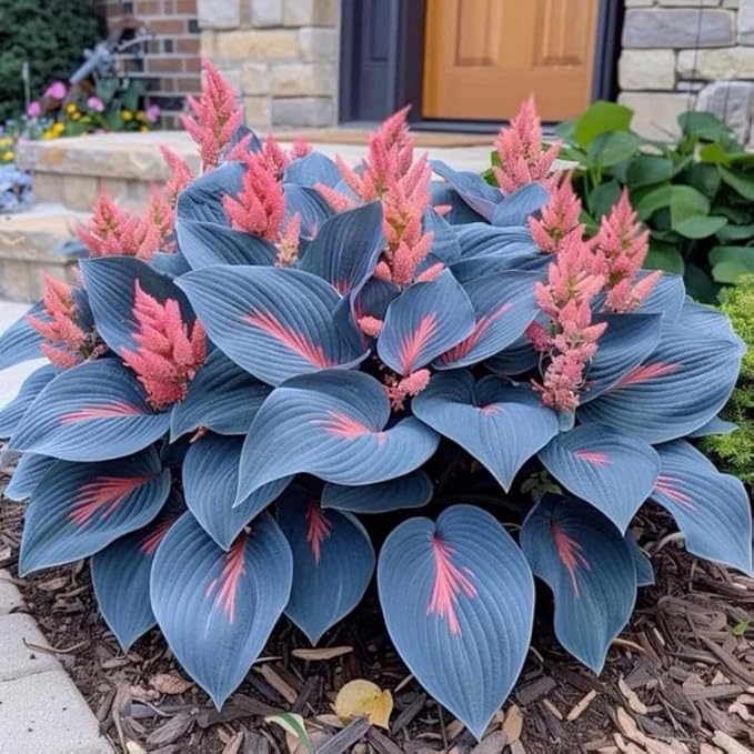 220+ Mixed Rare Hosta Seeds for Planting-Attract Pollinators Perennial Garden Decoration