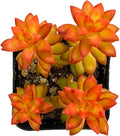 Sprout N Green Sedum adolphii 'Shooting Stars', Mini Live Succulent Fully Rooted in 2" Pot, House Plant for Indoor Outdoor Home Office Wedding Decoration Party Favor, Pets Friendly