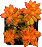 Sprout N Green Sedum adolphii 'Shooting Stars', Mini Live Succulent Fully Rooted in 2" Pot, House Plant for Indoor Outdoor Home Office Wedding Decoration Party Favor, Pets Friendly