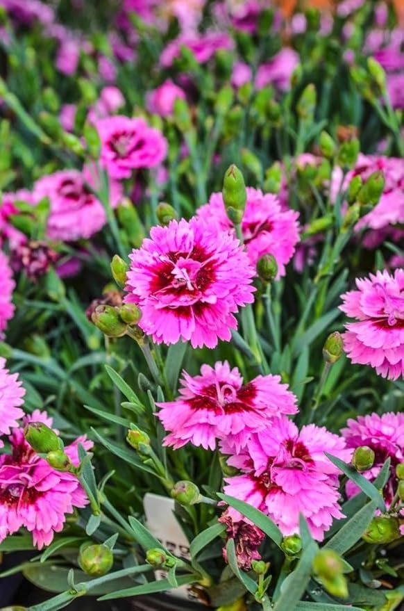 RedCrocus Everlast Peach' Pinks, Sweet William Dianthus- Vibrant Fragrant Blooms, Pollinator Attractant, Container & Border Plant, Pet Safe, Easy Care, Hardy Zones 3-8 1 Gallon