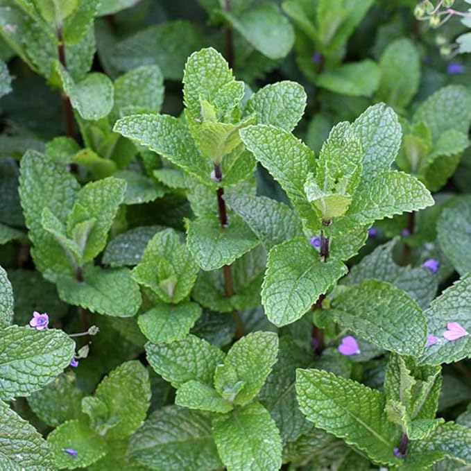 Spearmint Plants Live, Mint Plants for Inside and Home Décor, 3-Inch Potted Fresh Herb for Kitchen Gardens and Indoor Outdoor Growing