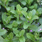 Spearmint Plants Live, Mint Plants for Inside and Home Décor, 3-Inch Potted Fresh Herb for Kitchen Gardens and Indoor Outdoor Growing