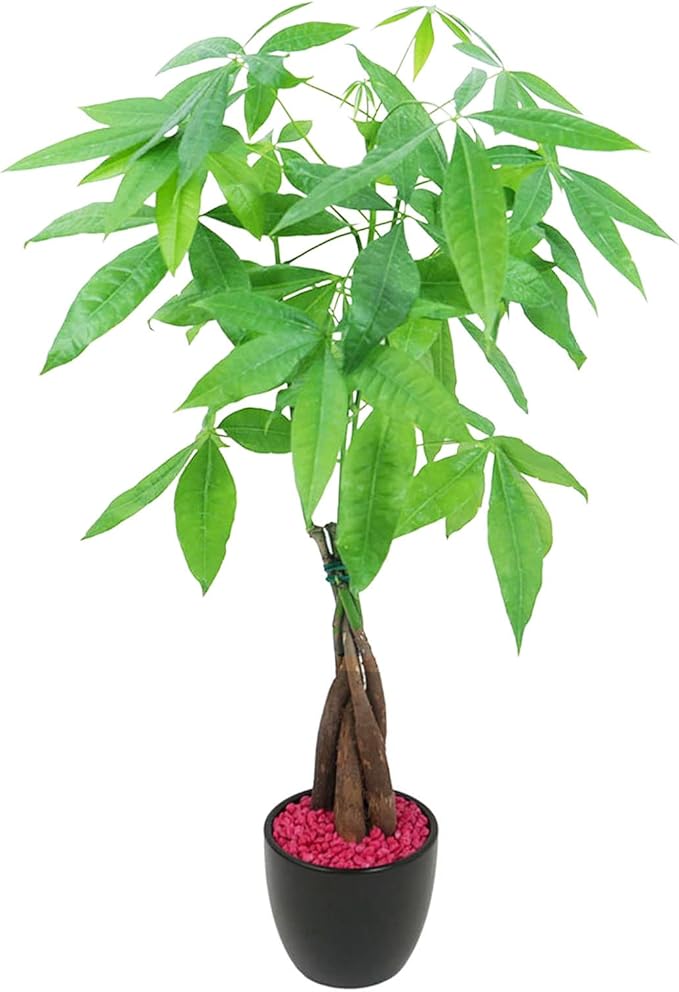 Athena's Garden Money Tree Pachira Indoor Live Plan with Ceramic Planter 18 Inches Tall, Black Pot - Red Rocks, Medium