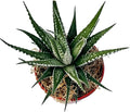 Haworthia fasciata 'superwhite', Live Succulent Fully Rooted in 4" Pots with Soil Mix, Rare House Plant for Home Office Indoor Outdoor Wedding Decoration, DIY Projects, Party Favor Gift