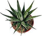Haworthia fasciata 'superwhite', Live Succulent Fully Rooted in 4" Pots with Soil Mix, Rare House Plant for Home Office Indoor Outdoor Wedding Decoration, DIY Projects, Party Favor Gift