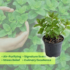 Orange Mint Plants Live, Mint Plants for Inside and Home Décor, 3-Inch Potted Fresh Herb for Kitchen Gardens and Indoor Outdoor Growing