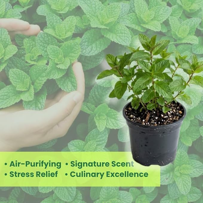 Orange Mint Plants Live, Mint Plants for Inside and Home Décor, 3-Inch Potted Fresh Herb for Kitchen Gardens and Indoor Outdoor Growing