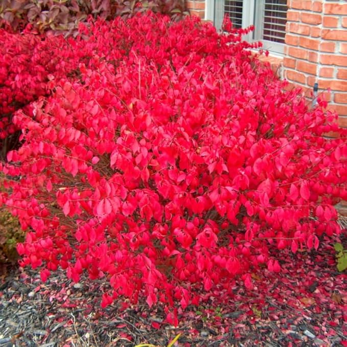 Dwarf Burning Bush Live Plant in 4" Pot, Hardy Landscape Plant for Borders and Garden Design, Red Shrub