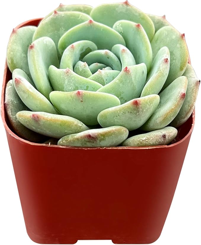 Sprout N Green Echeveria 'Mont Blanc', Live Mini Succulent Plant Fully Rooted in 2" Pot, House Plant for Indoor Outdoor Home Office Wedding Decoration Party Favor, Pets Friendly, Easy to Care