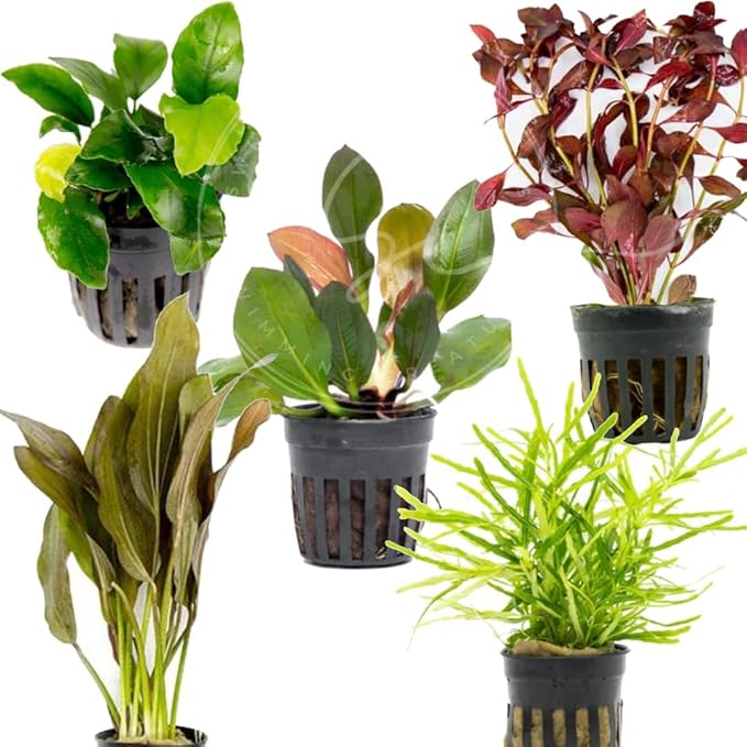 Swimming Creatures™ Live Aquarium Plants (5 Potted Plants)