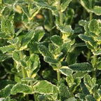 Pineapple Mint Plants Live, Mint Plants for Inside and Home Décor, 3-Inch Potted Fresh Herb for Kitchen Gardens and Indoor Outdoor Growing