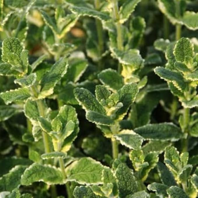 Pineapple Mint Plants Live, Mint Plants for Inside and Home Décor, 3-Inch Potted Fresh Herb for Kitchen Gardens and Indoor Outdoor Growing