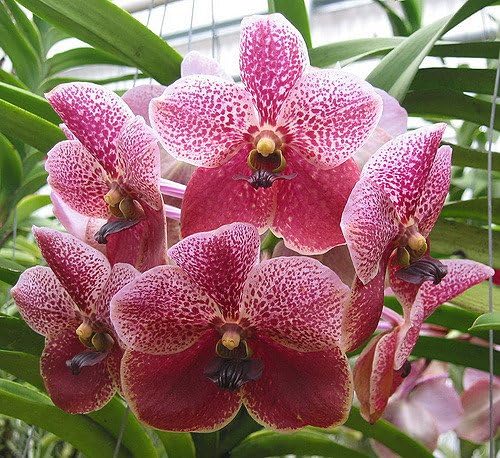 4 Live Orchid Plants to Choose (Vanda)