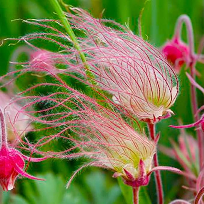 50+ Perennial Prairie Smoke Seeds for Planting - Non-GMO Rare Wildflower Seeds