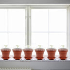 PURPLE STAR 1N 50 Packs Cupcake Plant Nursery Pots with Humidity Dome- Planting Containers Cups- Small Flower Pots with Trays & Lids for Indoor Outdoor Seedling Succulent Vegetable (Wine Red)