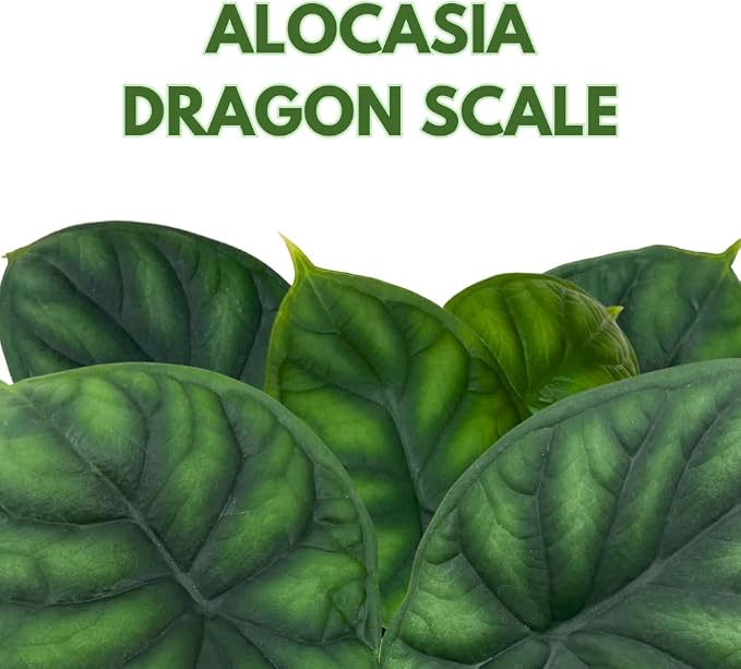 BubbleBlooms Alocasia Dragon Scale, Alocasia Baginda, Black Dragon Scale, Rarest Alocasia, in a 4 inch Pot