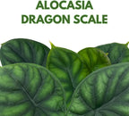BubbleBlooms Alocasia Dragon Scale, Alocasia Baginda, Black Dragon Scale, Rarest Alocasia, in a 4 inch Pot