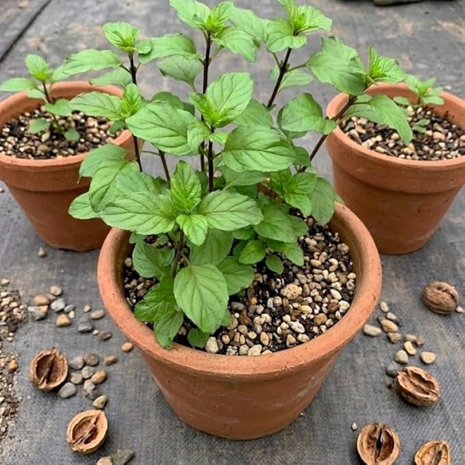 Orange Mint Plants Live, Mint Plants for Inside and Home Décor, 3-Inch Potted Fresh Herb for Kitchen Gardens and Indoor Outdoor Growing