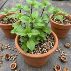 Orange Mint Plants Live, Mint Plants for Inside and Home Décor, 3-Inch Potted Fresh Herb for Kitchen Gardens and Indoor Outdoor Growing