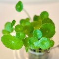 Pennywort Live Plant, Also Know as hydrocotyle vulgaris aqurium Plant, a Live Bundle Plant for Home or Garden, Easy to Grow in Pond or Moist Pot.
