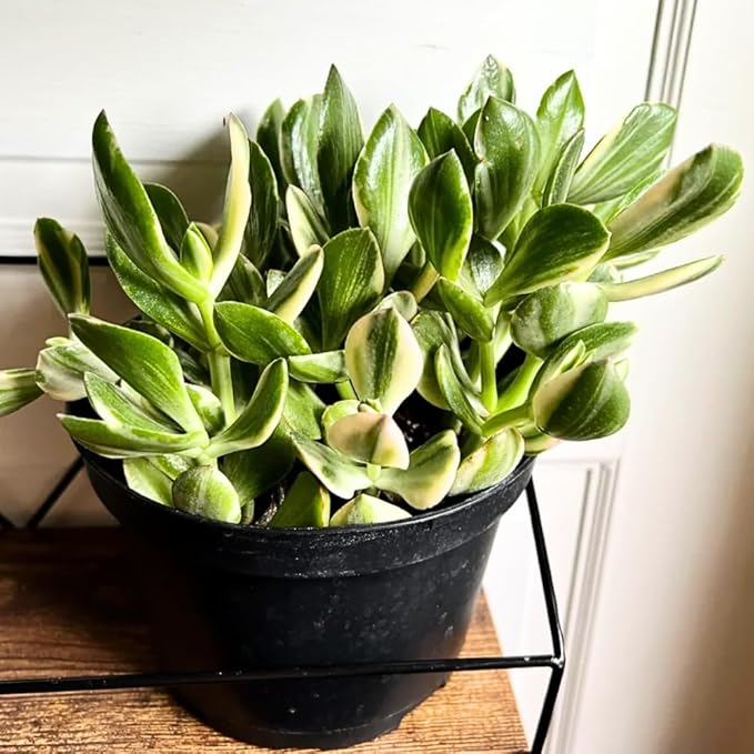 Variegated Jade Plant, Crassula Ovata Live Plant, Jade Succulent Houseplant, 4 Inch Pot for Indoor Outdoor Planting