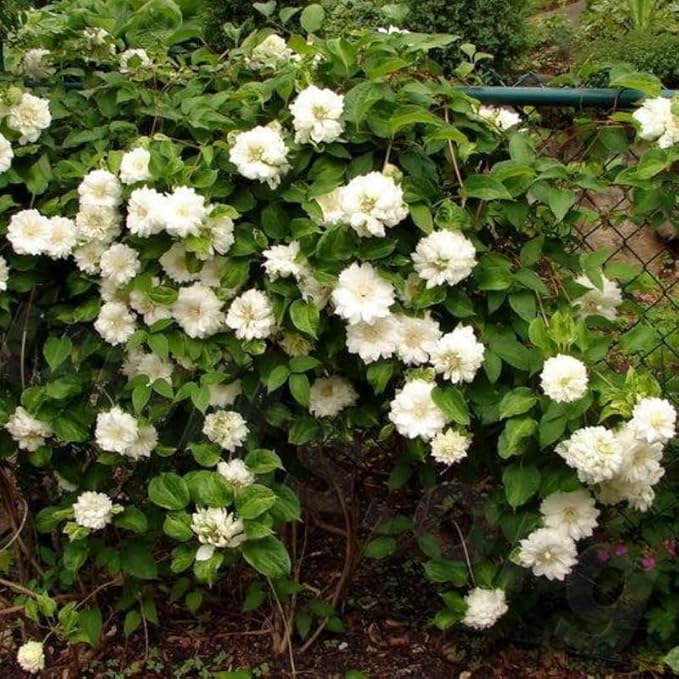 Clematis Vine Plant, Clematis Vine Plants Live in 2.5 Inch Pot, Perennial Climbing Flowers Plants Live for Outdoor Garden (Double White Flowers)