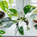 White Princess Philodendron, Live Plant in 3" Grower Pot, Easy Care, Houseplant