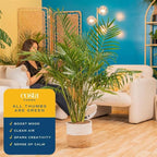 Costa Farms Cat Palm, Live Indoor Houseplant in Décor Planter, Tree-Like Floor House Plant Potted in Soil, Housewarming Gift for New Home, Living Room or Office Decor, Patio Decor, 3-4 Feet Tall