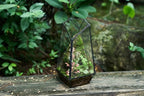 FISCRAT Tabletop Glass Terrarium -5"x5"x10.8" Black Metal Frame Indoor Plant Display Container with Openable Door, Low--Maintenance Succulent Ecosystem, Space Saving Art Decor (Plants Not Included)