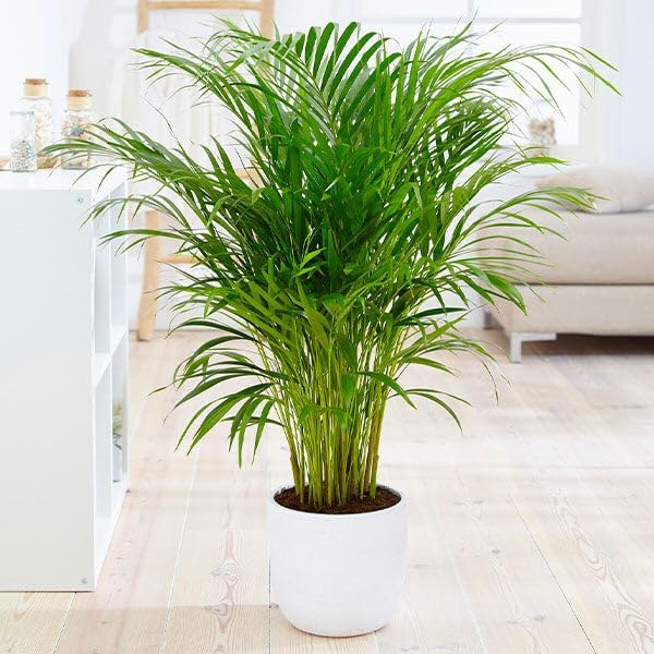 Brighter Blooms - Areca Palm Tree, 6 Inch Pot - Live Plant - No Shipping to AK, AZ, CA, HI, TX