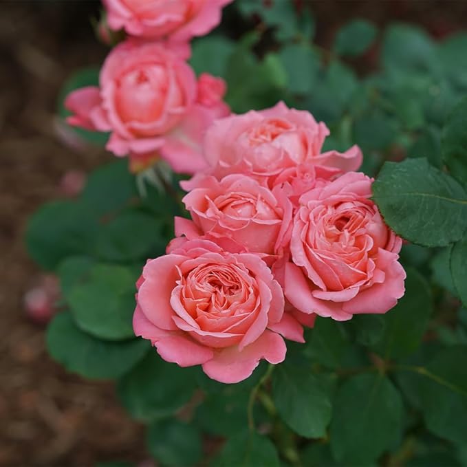 Proven Winners 2 Gal. Reminiscent Coral Rose Shrub