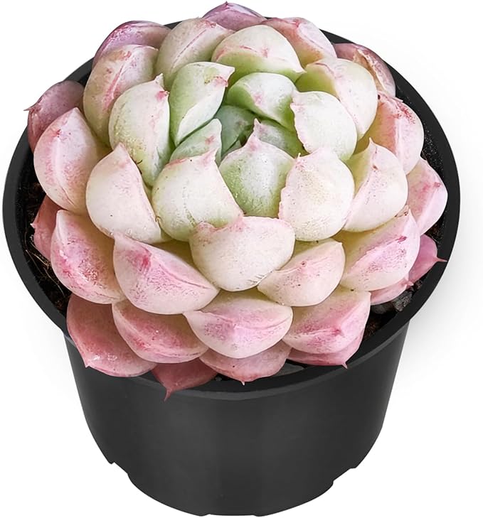 Sprout N Green Echeveria 'Ball of Fat', Rare Live Succulent Plant Fully Rooted in 2" Planter with Soil, Home Office Indoor Outdoor Wedding Decoration DIY Projects Party Favor
