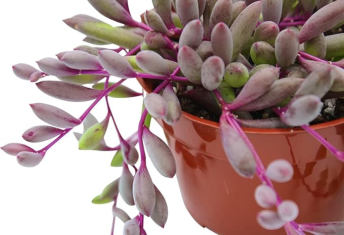 Fat Plants San Diego Succulent Plant(s) Fully Rooted in 4 inch Planter Pots with Soil - Real Live Potted Succulents/Unique Indoor Cactus Decor (1, Othonna Capensis)
