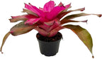 ragnaroc Live Plants – Bromeliad Neoregelia Tatiana, 8-12" in 6" Pot - 1ct - Live Arrival Guaranteed - House Plants for Home Decor & Gift