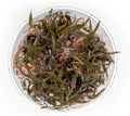 Ultum Nature Systems Cryptocoryne Ferruginea Sekadauensis Tissue Culture Live Plant for Aquarium, Freshwater Fish Tank, Aquascaping - 100% Snail Free in Vitro