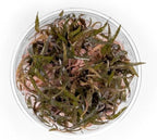 Ultum Nature Systems Cryptocoryne Ferruginea Sekadauensis Tissue Culture Live Plant for Aquarium, Freshwater Fish Tank, Aquascaping - 100% Snail Free in Vitro