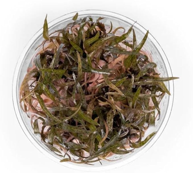Ultum Nature Systems Cryptocoryne Ferruginea Sekadauensis Tissue Culture Live Plant for Aquarium, Freshwater Fish Tank, Aquascaping - 100% Snail Free in Vitro