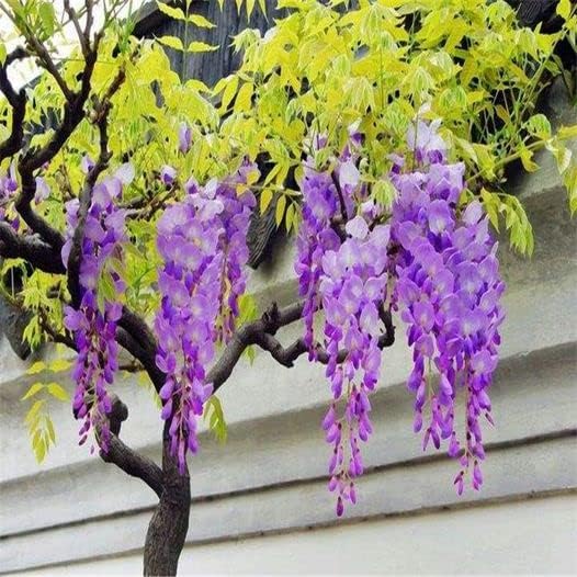 10pcs Japanese Wisteria Floribunda Purple Ornamental Vine Climber Seeds - Exquisite Beauty for Your Garden