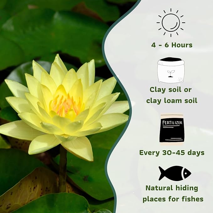 Mainam Mixed Colorful Hardy Water Lily Tuber Live Aquarium Plant for Freshwater Fish Pond Balcony Buy 2 GET Fertilizer Free (Yellow Nymphaea California Gold)