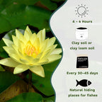 Mainam Mixed Colorful Hardy Water Lily Tuber Live Aquarium Plant for Freshwater Fish Pond Balcony Buy 2 GET Fertilizer Free (Yellow Nymphaea California Gold)