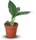 Philodendron Dragon Tail Live Plant for Indoor | Different Houseplants in 4'' & 6'' Pot | Real House Plant for Living Room, Office, Desk & Bathroom | Dragon Tail