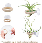 20 PCS Air Plant Holder Suction Cup, 2 Sizes Small Wooden Tillandsia Hanger with Suction Cups for Smooth Glass, Tile, Window, Metal Surface Home Decor Display (Plants Not Included)